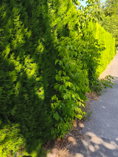 A sun-drenched pathway runs alongside a lush green hedge in Dunakeszi, Hungary. The hedge is a vibrant tapestry of different shades of green, with a tall, dense evergreen on the left casting dappled shadows across the path. To its right, a lighter, more feathery hedge stretches into the distance, its bright green foliage illuminated by the sunlight. Interspersed within the hedge are clusters of leafy vines, adding a wilder, more organic element to the cultivated border.
The pathway itself is asphalt, showing signs of wear and small stones embedded in its surface. Dry, straw-like vegetation grows along the edge of the path, contrasting with the vibrant green of the plants. The dappled sunlight suggests it is daytime, likely late afternoon given the long shadows stretching across the path. The overall scene evokes a peaceful, natural setting, possibly a residential area or a park. There are no people or specific objects clearly visible, placing the focus on the natural elements and the walkway. The weather appears clear and sunny, contributing to the bright and cheerful atmosphere of the image.