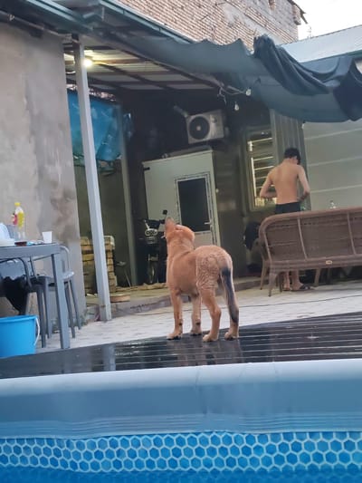 A medium-sized, light brown dog stands on a wet, reflective surface, facing away from the camera and looking towards a young man. The man, bare-chested and wearing dark shorts, stands in the background near an outdoor seating area. He appears to be preparing to enter the water or has just exited it. The scene is set in an outdoor courtyard, likely a backyard, with a swimming pool in the foreground. The pool has a blue liner with a hexagonal pattern visible through the water.
Behind the dog and man, there is an outdoor covered area with a brick wall visible above. An air conditioning unit is mounted on the wall. A motorcycle is parked under the cover. To the left of the dog, there is a table with chairs. A blue bucket sits on the ground near the table. The overall impression is of a casual, outdoor setting, possibly in a residential area. The lighting suggests it could be daytime, perhaps late afternoon or early evening. The wet surfaces indicate recent water activity, possibly from swimming or a sprinkler. The dog's posture suggests curiosity or anticipation. No text is clearly visible in the image. The location context is Yalangach, Uzbekistan.