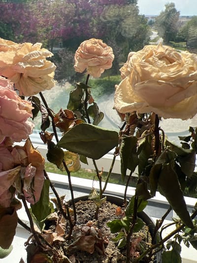 The image shows several wilting roses in a pot on a windowsill. The roses are in various stages of decay, with some petals dried and brown, while others are still slightly pink or beige. The stems are thin and thorny, and the leaves are mostly dry and brittle. Behind the roses, a window offers a view of trees and a road in the distance. The scene appears to be indoors, possibly in a residential setting. The lighting suggests it is daytime, with sunlight streaming through the window. The overall impression is one of a neglected plant or flowers that have outlived their bloom. There is no specific indication of Ringsted, Denmark, in the visual content of the image.