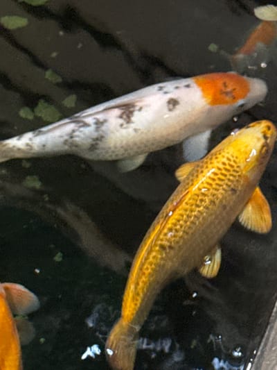 An overhead shot depicts two fish swimming in dark, calm water, likely in a pond or large container. The primary subjects are a large white fish with distinct orange and mottled grey/black markings, and a slightly smaller golden-bronze fish with highly visible scales.
The white fish, positioned on the left, has an prominent orange patch on its head, which contains some darker specks or patterns. Its body is predominantly white with irregular grey and black blotches and spots, giving it a speckled appearance. Its fins are light-colored.
The golden-bronze fish, positioned on the right, exhibits a striking diamond-like pattern created by its well-defined scales, which are edged in a darker tone, contrasting with its luminous golden body. Its fins, including the caudal and pectoral fins, are also golden.
The water is dark, reflecting specks of light from an unseen source, suggesting overhead illumination. Small patches of green material, possibly algae or aquatic plants, are scattered throughout the water. Portions of other fish or reflections are subtly visible at the edges of the frame, indicating more aquatic life in the setting. There is no visible text or specific identifiable architectural or natural features that pinpoint the location within Villebon-sur-Yvette, France. The scene is brightly lit, suggesting it is daytime.