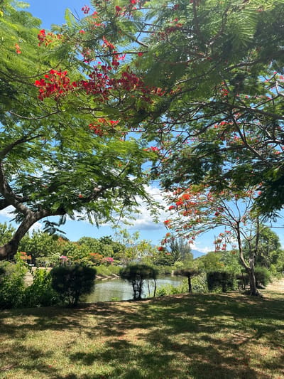This image depicts a tranquil park scene in Hoa Thang, Vietnam, on a bright, sunny day. The foreground is dominated by the lush green foliage and vibrant red blossoms of a large tree, its branches reaching towards a clear blue sky dotted with a few fluffy white clouds. Sunlight filters through the leaves, casting dappled shadows on the grassy ground.
Beyond the tree, a serene body of water, likely a lake or pond, is visible. Its surface reflects the surrounding greenery and sky. Along the water's edge, a variety of trees and flowering shrubs create a picturesque landscape. The grass on the right side of the image is well-maintained, with more tree shadows creating a textured pattern.
The overall impression is one of natural beauty and peacefulness. The vibrant colors of the flowers and the clear sky suggest it is likely midday or early afternoon. There are no visible people, objects, or text in the image, focusing entirely on the natural environment of the park. The scene evokes a sense of calm and relaxation, inviting viewers to imagine themselves enjoying the serene atmosphere.