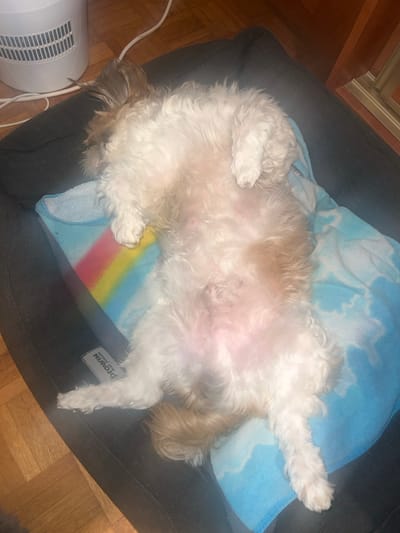 A fluffy, small, white and tan dog sleeps on its back in a dark grey dog bed. The dog is on top of a light blue blanket with white clouds and a rainbow stripe. One back leg is extended. A small white space heater is in the lower left corner, and a wood floor is visible in the lower right corner. Part of a wooden cabinet is in the upper left corner.