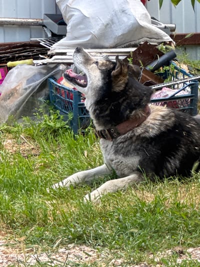 This is a photograph of a dog in an outdoor setting. The dog is a medium to large breed with a thick, multicolored coat of black, grey, and white fur. It is wearing a wide, dark brown leather collar with two metal eyelets and a buckle. The dog's mouth is open, and it appears to be panting or barking. Its tongue is visible, and its teeth are exposed.
The dog is positioned in the foreground and is partially obscured by tall, green grass. Behind the dog, there is a cluttered area with various objects, including what appears to be a blue plastic crate or basket, some white plastic sheeting or bags, and some metal structures. In the background, there are hints of a building with a light-colored siding and some dark, vertical elements that could be part of a fence or structure. The overall impression of the background is one of disarray or a storage area.
The lighting suggests it is daytime, with sunlight illuminating the scene. The presence of lush green grass indicates a warm weather season, likely spring or summer. The setting appears to be a yard or an open area near a dwelling. There is no visible text in the image. The dog's expression, with its open mouth and exposed teeth, could be interpreted as excitement, exertion, or even a playful demeanor, although it's difficult to ascertain the exact emotion without more context.