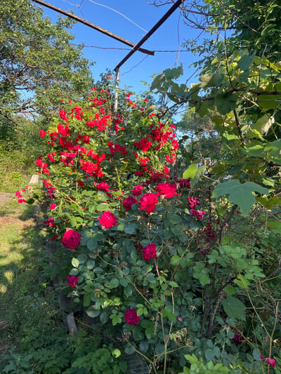 The image depicts a vibrant rose bush in full bloom, featuring numerous red roses and lush green foliage. The bush is positioned outdoors, with a clear blue sky visible above and trees and other vegetation in the background. A metal structure, possibly part of a garden trellis or support, is present in the upper portion of the image, with some wires attached. Sunlight illuminates the scene, casting shadows and highlighting the textures of the petals and leaves. The overall impression is one of a flourishing garden in a natural or semi-natural environment.