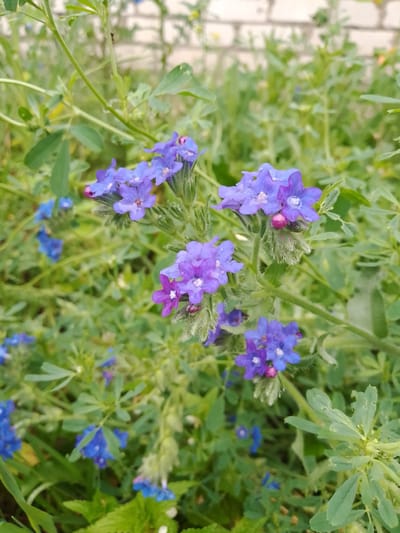 The image shows a close-up view of small purple and blue flowers growing amidst green foliage. Some of the flowers are clustered together on stems, while others are scattered more sparsely in the background. The foliage appears to be a mix of leaves and thin stems. A blurred background suggests a natural outdoor setting, possibly a park or garden, with hints of a light-colored brick structure visible at the top. The lighting is natural, and the focus is on the flowers and surrounding greenery. The image was taken in Svislach, Belarus.
