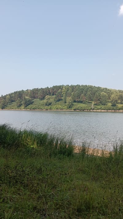 A wide, horizontal, eye-level shot captures a serene natural landscape. The sky, a pale, hazy blue, dominates the upper portion of the image, with a single, faint white cloud visible on the far right. Below the sky, a dense forest of green trees covers a rolling hill that stretches across the horizon. The trees vary in shade and height, creating a textured, undulating line. A calm body of water, the Istra Reservoir, occupies the middle ground, its surface rippled by a gentle breeze. The water reflects the muted colors of the sky and the greenery. In the foreground, lush green grass and reeds grow abundantly along the bank of the reservoir. The grass is tall and somewhat unruly, with some darker, seed-bearing stalks interspersed. The overall scene is one of natural tranquility. The reservoir is a popular recreation area located in Podyakovo, Russia.