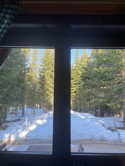 The scene depicts a snowy coniferous forest landscape in Palež, Montenegro, viewed from indoors through a dark-framed, multi-pane window. A green and white checkered curtain is partially visible on the upper left, within the window's interior frame. Beyond the window, the ground is covered in deep, undulating snow, brightly illuminated by direct sunlight that casts prominent shadows. A dense forest of tall, green coniferous trees (primarily spruces or firs) dominates the background and middle ground, extending towards a clear blue sky visible between the treetops. Scattered wooden posts or stakes protrude vertically from the snow in the middle ground. In the immediate foreground outside the window, a gravel or dirt path is partially visible, with remnants of snow and portions of wooden outdoor furniture, likely benches or tables, present on its surface. No individuals or animals are visible, and no dynamic actions are depicted.