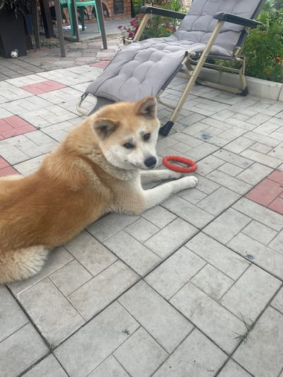 A light-brown and white dog with thick fur lies on a paved patio. The dog is positioned diagonally across the frame, with its head facing towards the right and its body extending towards the left. A red ring-shaped toy is situated near the dog's front paws. In the background, a grey reclining chair with a padded cushion is visible, along with some greenery and a brick structure. The patio is made of rectangular concrete pavers, some of which have red accents. This scene is located in the city of Kobeliaky, Ukraine.