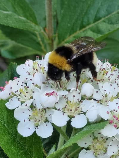 A bumblebee is perched on a cluster of white flowers. The bee has a black and yellow striped abdomen. The flowers have small brown dots on their petals. Green leaves are visible around the flowers. No evidence supports the city of Kemul, Russia, as the location.
