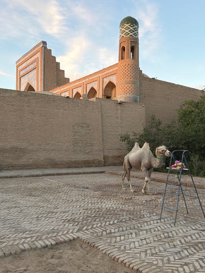 The image depicts a camel standing in a courtyard paved with bricks, in front of a brick wall and a building adorned with blue and white tiles. A green-domed minaret is visible on the right side of the building. A blue metal stepladder with some fabric items on it stands next to the camel. The scene appears to be in the historic city of Khiva, Uzbekistan, given the distinctive architecture. The sky is blue with scattered clouds, suggesting it is daytime, possibly late afternoon due to the lighting.