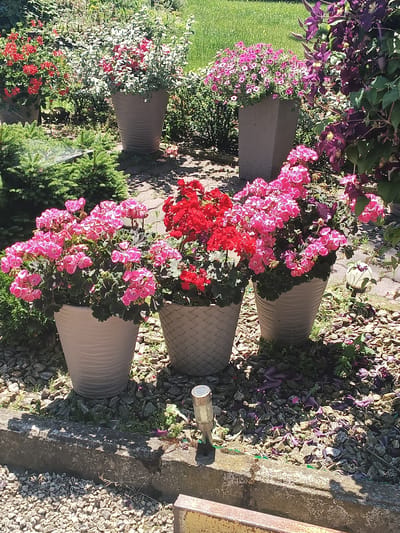 The image depicts a garden setting with an assortment of potted flowers. In the foreground, several large planters are visible. One planter to the left contains vibrant pink flowers, while a planter to its right holds red flowers. Another large planter to the right of the pink flowers also contains pink flowers, and a planter further to the right is filled with purple clematis. The planters are arranged on a surface covered with small stones and wood chips. In the background, more greenery and flowers can be seen, including a grassy area. A concrete border runs along the bottom of the image, with some gravel in front of it. A solar-powered garden light is positioned on the concrete border. The scene appears to be outdoors, under natural lighting, suggesting it is daytime. The location is identified as a garden in Igołomia, Poland.