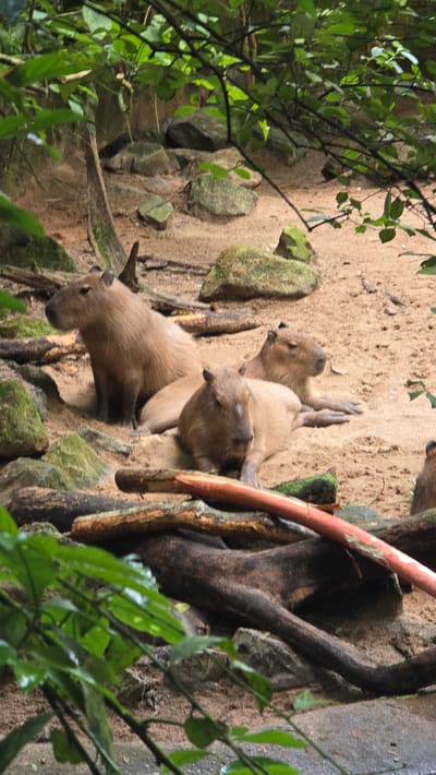 Four capybaras are resting on a sandy enclosure with some rocks and fallen logs. One capybara is sitting upright on the left side of the frame, facing left. Two capybaras are lying down in the center, with one in the foreground facing forward and another behind it facing left. A fourth capybara's head is visible on the far right edge of the frame, facing left. The enclosure is surrounded by foliage and branches, suggesting an outdoor exhibit. The scene is likely located in the Burgers' Zoo in Arnhem, Netherlands, a zoological garden.