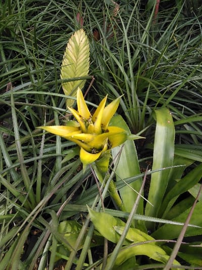 A vibrant yellow bromeliad is depicted in a dense botanical setting within San Cristóbal, Costa Rica. The central subject is a bright, spiky yellow-green inflorescence with visible dark insects clustered within its overlapping bracts. Surrounding the bromeliad are numerous long, slender green leaves, characteristic of grassy ground cover. In the upper left background, a distinct variegated leaf with alternating light green and yellowish stripes stands vertically. The environment is composed entirely of foliage, displaying various shades of green, with no discernible human presence, structures, or man-made objects.