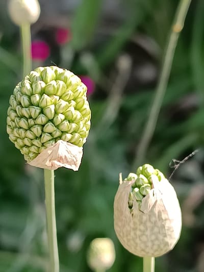The image depicts a close-up of two developing floral structures, likely of an *Allium* species, located in Pieve Saliceto, Italy. The dominant structure on the left is a spherical cluster of numerous tightly packed, light-green, conical buds, approximately 5-6 cm in diameter. A detached, light-brown, papery sheath peels back from its base. To the right and slightly lower, a second, smaller, off-white spherical structure is visible, partially encased in a torn, papery outer layer, revealing some internal green buds. Both structures are supported by slender, vertical, light-green stems. The background is significantly blurred, showing out-of-focus green foliage with several distinct magenta-pink circular elements. A delicate, fine strand, possibly a spiderweb, extends diagonally upwards to the right of the right structure. Natural light illuminates the scene, creating soft highlights and shadows. No people or animal interactions are present.