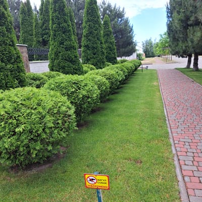 In Tairove, Ukraine, a red and grey brick pathway runs alongside a meticulously maintained lawn bordered by a row of manicured green bushes. To the left of the lawn, a line of tall, conical green trees stands prominently, with a stone and metal fence visible behind them. Further back, more trees form a dense backdrop. In the foreground, a small yellow and red sign is planted in the grass, featuring a black silhouette of a dog with a red circle and diagonal line through it, and text in Ukrainian that translates to "Dog walking is prohibited." The sky above is a bright blue with scattered white clouds.