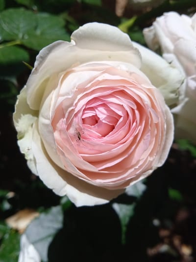This is a close-up, top-down shot of a delicate pink and white rose bloom, likely taken in a garden setting in Saky, Ukraine. The rose exhibits tightly spiraled petals, transitioning from soft pink in the center to pale white on the outer edges. The texture of the petals is soft and layered.
A small, dark insect, possibly a mosquito or gnat, is perched on one of the inner pink petals, its long legs splayed. Another, even smaller insect is visible on the outer white petal on the left side of the bloom.
The background is a mix of dark green foliage and soft, out-of-focus light, suggesting the rose is growing outdoors amidst other plants. The lighting indicates a sunny day, casting subtle shadows on the petals. The overall impression is one of natural beauty and a brief moment captured in time, highlighting the intricate details of the rose and its tiny visitor.