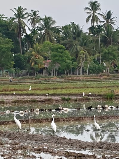 In Blangneubok, Indonesia, a muddy rice field stretches across the foreground, reflecting the overcast sky. Several white egrets stand on the muddy ground and in the shallow water, some foraging while others stand alert. A flock of ducks, mostly dark-colored with a few lighter ones, swims in the background water. Beyond the field, a line of trees and palm trees forms the horizon, with a few buildings barely visible amongst the foliage. A single figure, possibly a farmer, is visible in the distance on the left, wearing a traditional conical hat. The scene depicts a rural agricultural landscape with wildlife coexisting in the flooded fields.