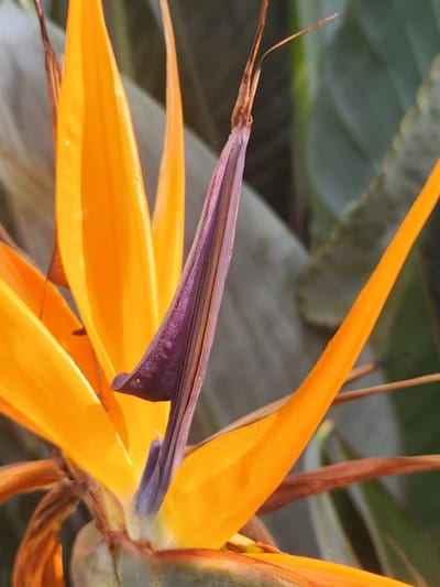 The image is a close-up, macro photograph of a Bird of Paradise flower. The vibrant orange petals and the deep purple, beak-like structure of the flower are the primary subjects. The background is softly blurred, showing large, green leaves typical of the plant, suggesting an outdoor setting in a natural or garden environment. The lighting appears to be bright, possibly indicating daylight, with the sun illuminating the colorful petals and creating subtle highlights and shadows. There are no people visible in the image, and no specific activity or event is depicted beyond the static beauty of the flower. The focus is entirely on the intricate details and textures of the bloom, including the glossy sheen of the petals and the velvety appearance of the purple sepal. The image appears to be taken in Altamonte Springs, United States of America. There is no visible text in the media file.