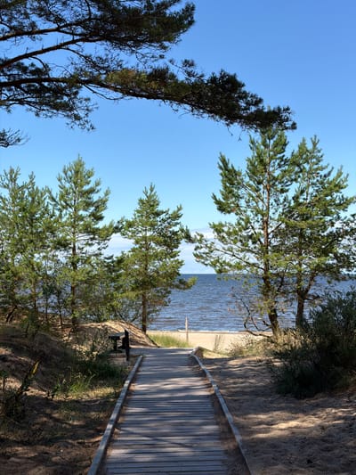 The image captures a scenic view of a wooden boardwalk leading towards a beach and the sea, likely within the Gauja National Park in Latvia. The boardwalk, constructed from weathered planks, begins in the foreground and stretches towards the horizon. To the left of the boardwalk, a sandy dune is covered with sparse green vegetation. A dark-colored bench is situated on this dune, providing a resting spot.
Flanking the pathway and the dune are several pine trees, their green needles contrasting with the clear blue sky. The trees are mature, with some branches extending over the boardwalk and the sky. In the background, the sea stretches out, its surface rippling under the daylight. A sandy beach is visible between the trees and the water. The overall environment suggests a tranquil coastal setting, characteristic of the Baltic Sea coast in Latvia. The lighting indicates it is daytime, with sunlight casting shadows on the boardwalk and the sand. There are no people or animals visible in the image.