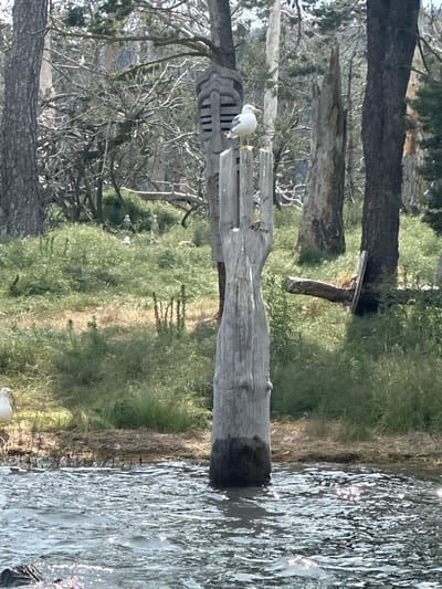 The image depicts a natural outdoor scene near the city of Tsigov chark, Bulgaria, featuring a body of water in the foreground and a wooded area in the background. A large, weathered wooden post stands prominently in the center of the image, with a seagull perched on its top. The post appears to be part of a larger structure, possibly a fence or a decorative element. Several other seagulls are visible in the background, scattered amongst the vegetation and on the shoreline. The environment is characterized by lush green grass, trees with bare branches, and sunlight reflecting off the water's surface. The overall impression is one of a serene natural landscape with avian inhabitants.