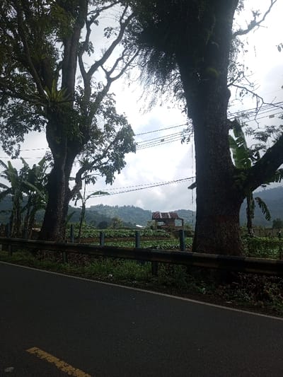 The scene depicts a roadside view in Kandapola, Sri Lanka, under an overcast sky. In the foreground, a dark asphalt road with a faded yellow dashed line on its left edge runs horizontally. Immediately adjacent to the road is a metal guardrail, dark brown with some lighter reflections, marking the boundary of the roadside. Beyond the guardrail, a grassy strip transitions into a cultivated field.
Two large, mature trees dominate the midground. The tree on the left features a thick, dark trunk and extensive branching with dense green foliage, including epiphytic ferns. The tree on the right, also with a thick dark trunk, has fewer visible branches and foliage on its right side. Both trees frame a view of the landscape beyond.
Between the trees and above the field, several horizontal utility wires are visible against the sky. The cultivated field, located beyond the guardrail, shows rows of low-lying green crops. To the left, several banana plants with large green leaves are present. In the mid-right, within the cultivated field, stands a small, weathered wooden shed or shelter with a reddish-brown corrugated metal roof and open sides. In the background, rolling green mountains are visible under a bright, cloudy sky. No people, specific actions, or interactions are observable.