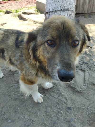 A medium-sized, mixed-breed dog with brown and black fur stands on a dirt ground in what appears to be a rural or suburban area of Bila Krynytsia, Ukraine. The dog is facing the camera, with its head tilted slightly. Its eyes are brown and alert, and its nose is black. The dog has white fur on its legs and chest. In the background, there is a tree trunk with a chain wrapped around it, a wooden fence, and some loose soil and rocks. The lighting suggests it is daytime, with sunlight illuminating the scene.