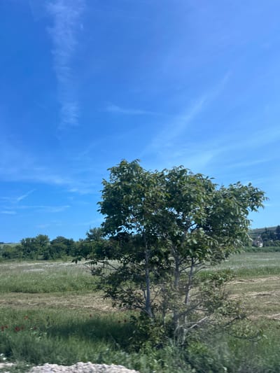 The image displays a vibrant, sunlit rural landscape, likely in Kumanovo, Bulgaria, under a clear blue sky. The photograph is oriented vertically, showing a natural outdoor scene devoid of people or visible man-made structures in the immediate foreground.
A prominent tree with rich, green foliage occupies the right side of the frame, its branches and leaves stretching towards the center. Its dense canopy suggests a healthy, mature tree.
To the left and extending into the background is an expansive field or meadow. This field features a mix of green grass and wild vegetation, interspersed with distinct patches of drier, lighter-colored grasses, indicating a season like late spring or summer. Scattered within the greenery, several small, bright red flowers, likely poppies, add striking points of color, especially noticeable in the mid-ground. Faint white flowers are also discernible amongst the green.
The sky above is a brilliant, deep blue, largely clear but adorned with delicate, wispy white clouds, characteristic of cirrus formations, which are thinly spread across the vast expanse. The bright, clear sky suggests it is mid-day or early afternoon with strong sunlight. In the distant background, a line of darker green trees or dense foliage forms the horizon, hinting at further natural landscapes beyond the open field.
The overall scene conveys a sense of natural beauty, tranquility, and open space. No text is visible in the media file.