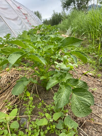 This is a close-up, outdoor, eye-level, vertical-format photograph of a row of potato plants growing in a garden. The potato plants are healthy and green, with large, textured leaves. In the background, a white, translucent plastic sheeting is visible, likely part of a hoop house or row cover to protect the plants. Some dry, straw-like material is scattered on the ground, possibly mulch. Small, green weeds are growing amongst the potato plants and on the soil. Tall green grass and trees are visible in the distance, suggesting a rural or agricultural setting. The sky is overcast. The image appears to have been taken during the day. There is no visible text in the image. The location is Haines Junction, Canada.