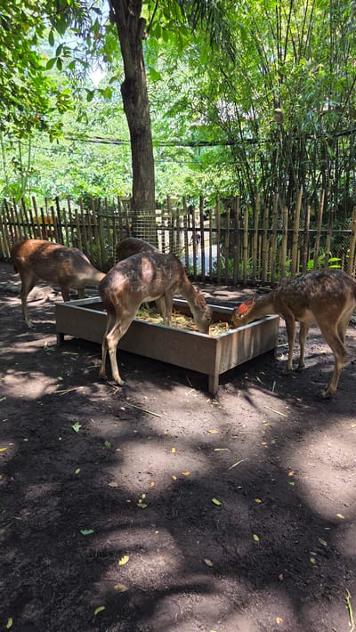 The image captures a scene in Celuk, Indonesia, showcasing three deer feeding from a metal trough. The deer are standing on dirt, under the shade of trees. The trough is positioned near a fence made of bamboo. The environment consists of lush greenery, with bamboo trees and leafy foliage visible in the background. The ground is dirt-covered with scattered leaves.