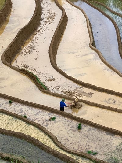 This image depicts a detailed view of terraced rice paddies in Dế Xu Phình, Vietnam, during the cultivation season. The scene is dominated by multiple, curving earthen terraces filled with water and mud. In the lower-middle section of the image, a lone individual, dressed in a blue long-sleeved shirt, dark trousers, and a conical hat, operates a small, two-wheeled motorized tiller through the muddy water of one paddy, actively churning the soil.

Several stages of cultivation are visible across the terraces. Some upper paddies show distinct tire tracks and footprints in the light brown, muddy water, indicating recent activity. Other paddies are already planted with young green rice seedlings arranged in rows. Bundles of green rice seedlings are strategically placed along the edges of certain paddies, ready for transplanting. The water in the paddies varies from clear reflections of the sky in some to turbid brown in recently disturbed areas. The overall environment is one of ongoing agricultural work within a terraced landscape.