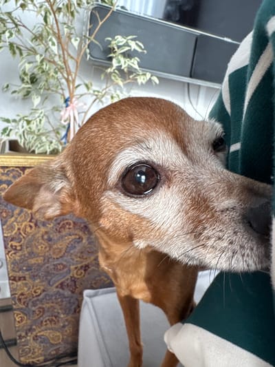 The image shows a close-up, upside-down view of a tan dog's face. The dog has brown eyes, prominent eyelashes, and light-colored fur around its muzzle and eyes. It appears to be wearing a green and white striped garment, possibly a sweater or blanket, around its head. In the background, to the left, is a smartphone and a decorative branch with small, variegated leaves. To the right and below, a patterned fabric, possibly a tablecloth or rug, is visible, featuring paisley designs in shades of gold, blue, and red. The lighting suggests daytime indoors. The overall mood is intimate, focusing on the dog's features. There is no visible text in the image. The context provided indicates the location is Laikovo, Russia.