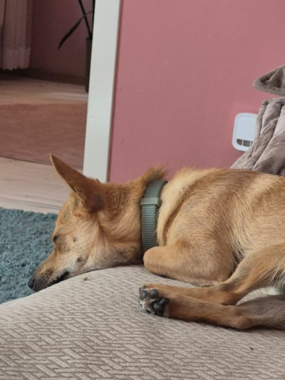 The image shows a dog lying on its side on a textured, beige-colored couch. The dog is light brown with dark markings on its face and is wearing a green collar. Its eyes are closed, and it appears to be sleeping or resting.
The background to the left of the couch is a plain pink wall. There is also a light-colored object, possibly a plastic container, on the pink surface, and a folded blanket. Below the pink wall is a white shelf with some dark objects visible beneath it. The floor beneath the couch appears to be a dark, textured surface.
The overall impression is a quiet, indoor scene. The lighting suggests it could be daytime, but there are no clear indicators of time of day or weather. The setting appears to be a home or a comfortable indoor space. No people are visible in the image, and there is no visible text. The dog's relaxed posture suggests a sense of calm and contentment.