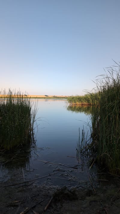 This is a vertical, eye-level, wide shot of a tranquil lake at sunrise. The sky is a clear, pale blue, with a few faint specks of birds high in the atmosphere. The water's surface is smooth and reflective, mirroring the sky and the tall, green reeds that line the banks. In the foreground, the muddy shore is visible, covered in debris and fallen reeds. Beyond the reeds, the distant shore features a field of golden crops and a few scattered trees. The scene evokes a sense of peacefulness and natural beauty. The location is identified as the city of Sebyne, Ukraine.