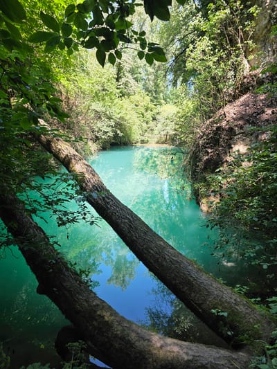 The image depicts a natural scene in the city of Zlatna Panega, Bulgaria. A strikingly turquoise body of water is central to the composition, surrounded by lush green vegetation. Two fallen tree trunks lie across the foreground, partially submerged in the water. The water's surface reflects the surrounding trees and the sky, which appears partly cloudy. The banks of the water body are lined with dense foliage and rocky outcrops. Sunlight filters through the trees, creating dappled light and shadows. No people or animals are visible in the image.