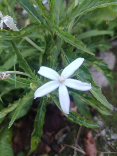 A white flower with five distinct ovate petals and a pale, possibly yellowish-white, central reproductive structure is prominently centered in the frame. A single, clear water droplet is observed on the lower-right petal. The flower is surrounded by dense green foliage, characterized by lanceolate leaves with serrated or undulate margins; some leaves exhibit minor discoloration or yellowing. The background is blurred, showing additional green plant material and darker, possibly moist, soil or leaf litter. No people, animals, or artificial objects are present. No specific actions or interactions are depicted. This scene is located in Sindangasih, Indonesia.