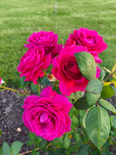A close-up, eye-level shot captures a cluster of vibrant pink roses in full bloom, with a lush green lawn in the background. The roses, with their intricate petals and deep fuchsia hue, are the primary focus, their velvety texture visible even in the still image. Some of the roses are fully open, revealing their tightly packed centers, while others are in bud. Green leaves, some with a slightly weathered appearance, are interspersed among the blooms, adding depth and contrast. The ground beneath the roses appears to be dark soil, with a few scattered small white specks, possibly debris. The lighting suggests it is either early morning or late afternoon, with a soft glow illuminating the scene. The overall impression is one of natural beauty and tranquility, evoking the serene atmosphere of a well-maintained garden. The image does not contain any people or any specific landmarks to pinpoint its location within Korenovsk, Russia, other than the general presence of a cultivated outdoor space.