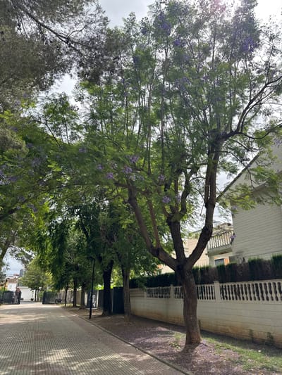 The image depicts a tree-lined street in Benirredrà, Spain. The foreground features a paved walkway made of light-colored bricks laid in a diagonal pattern. To the right of the walkway is a low white stone wall with decorative balusters, topped by a dense green hedge. Beyond the hedge, a white two-story building is partially visible. The street is bordered by several mature trees with green foliage and clusters of small purple flowers, suggesting they are Jacaranda trees in bloom. The trees cast dappled shadows on the walkway and the ground. In the background, more trees and buildings are visible, as well as a metal fence and gate. The sky is overcast. No people are present in the scene.