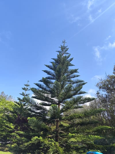 A medium, full shot shows a large coniferous tree centered in the frame, its peak reaching toward the sky. Other trees surround it, creating a partial backdrop. A blue sky, lightly dotted with white clouds, fills the upper portion of the image. This image was likely taken in Ribeira Grande, Portugal.