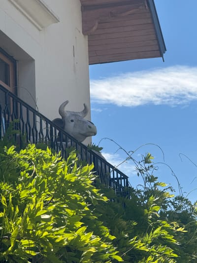 An artificial cow statue with horns is positioned behind a black metal railing on a balcony, partially obscured by bright green foliage in the foreground. The cow statue is facing to the right and appears to be made of concrete or a similar material, with a greyish-white finish. Above the balcony, a portion of a white building wall is visible, topped by a wooden eave. The background consists of a clear blue sky with scattered white clouds. The scene is illuminated by bright sunlight, casting shadows and highlighting the vibrant green of the leaves. This image was captured outdoors in the village of Coteaux du Lizon, France.