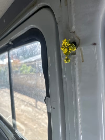 The image displays the interior of what appears to be a vehicle or a utilitarian structure, looking upwards towards a window. The primary subject is a cluster of vibrant yellow flowers, resembling a small flowering plant like rapeseed or mustard greens, unexpectedly growing out of a small, dark hole or crevice in a light gray or off-white panel. This panel serves as the ceiling or upper wall, exhibiting functional design with visible seams and some areas of discoloration, potentially from water stains or minor rust.

Below the emerging plant, a window is visible, framed by a black rubber seal. The glass of the window is somewhat obscured by dirt, smudges, or condensation. Through the window, a blurry outdoor scene is discernable, featuring patches of green foliage, likely trees or bushes, and a light-colored, possibly sandy or concrete, ground or wall surface. The bright, natural light suggests it is daytime. No people or animals are present, and there is no visible text. The scene evokes a sense of nature's unexpected persistence within a manufactured environment. The location context is Agarak, Armenia.