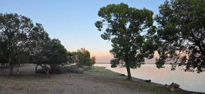 The image depicts a serene lakeside scene at dusk, likely in the city of Issyk-Kul, Kyrgyzstan. The foreground is a sandy, dry embankment sparsely covered with low vegetation and scattered dead wood. A cluster of trees with dense green foliage stands on the left, with a few smaller, more gnarled trees closer to the water's edge. A large, mature tree with a thick trunk and sprawling branches dominates the mid-ground, its leaves catching the soft light. The calm lake stretches across the right side of the image, its surface reflecting the pale, warm hues of the setting sun. In the distance, a gently sloping shoreline is lined with more trees, their silhouettes becoming darker against the colorful sky. Beyond the shoreline, hazy mountains are visible under a clear, pale blue sky transitioning to pink and orange near the horizon. No people or animals are present in the scene. The overall atmosphere is tranquil and natural, characteristic of a lakeside landscape at the end of the day.