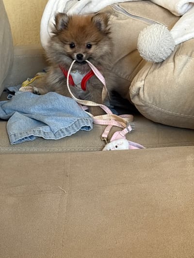 A small, fluffy, tan Pomeranian puppy is sitting on a light brown couch. The puppy is holding a pink and white leash in its mouth. The leash is attached to a pink harness that the puppy is wearing. To the left of the puppy is a pile of crumpled light blue denim fabric. Underneath the puppy and to the right, peeking out from the couch cushions, is a small white plush toy with pink ears. The background shows parts of a large, light-colored cushion or pillow, possibly part of the couch or a decorative item, with a fluffy grey ball attached to it. The scene appears to be indoors, in a domestic setting. There is no information available to determine the location in the city of Mikrevo, Bulgaria.