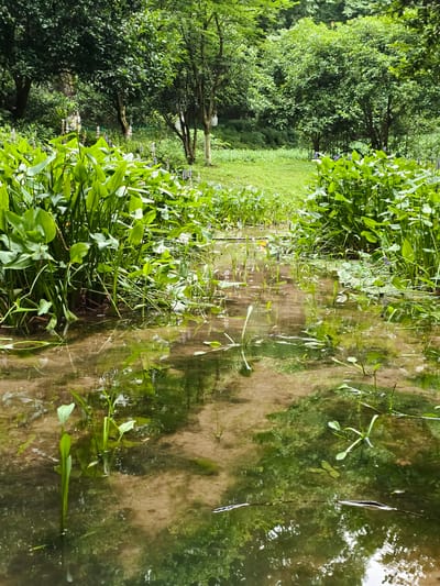 A tranquil stream flows through a lush green environment, likely within Xihu District, China, given its natural beauty. The water is shallow and clear, revealing a sandy bottom. Abundant aquatic plants with broad, green leaves line the banks and float on the surface, interspersed with smaller green shoots. The reflections of the surrounding foliage create a dappled pattern on the water's surface. In the background, dense trees with rich green canopies create a sense of seclusion, with a patch of neatly trimmed green grass visible beyond the plants. The overall impression is one of natural serenity and verdant growth.