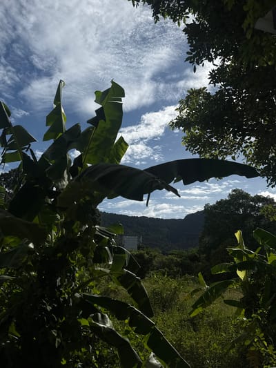 The image depicts a view of lush greenery and a partially obscured building in Baan Nok Sai, Thailand, under a partially cloudy blue sky. In the foreground, large, dark green banana leaves dominate the left and bottom portions of the frame, with some leaves catching the sunlight. Beyond the foliage, a verdant, hilly landscape stretches into the distance. A modern building, appearing as a light-colored rectangular structure with visible windows, is situated on the slope of the furthest hill, partially concealed by trees. The sky features wispy white clouds scattered across a vibrant blue expanse. The overall impression is a natural, tropical environment with a subtle human presence.