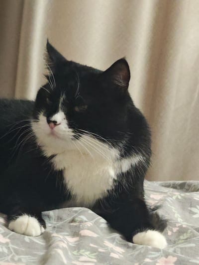 A black and white tuxedo cat is lying down on a bed with a floral patterned sheet. The cat is facing to the left of the frame, with its head turned slightly towards the camera. Its fur is predominantly black with a white chest, white paws, and a white blaze on its face. The cat's eyes are visible, and its whiskers are long and white. Its ears are pointed, with the left ear slightly bent. In the background, a beige curtain is visible, suggesting the cat is indoors. The lighting in the image appears to be soft, possibly from an artificial source or natural light filtered through the curtain, giving the scene a relaxed and peaceful atmosphere. The image captures a close-up view of the cat, highlighting its features and relaxed posture. There is no visible text in the image.