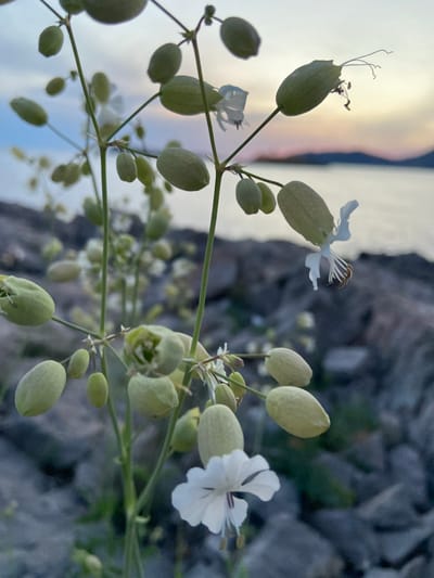 This outdoor shot, taken in Luštica, Montenegro, focuses on the Bladder Campion plant (Silene vulgaris). The plant features slender green stems supporting bulbous, light green pods and delicate white flowers with deeply notched petals. The foreground is dominated by these plants in varying stages of bloom. The background, partially blurred, shows a rocky terrain with some greenery, transitioning to a lighter, sky-like or water-like expanse in the distance. The image is shot in natural light, creating soft shadows and highlights. There are no people visible.