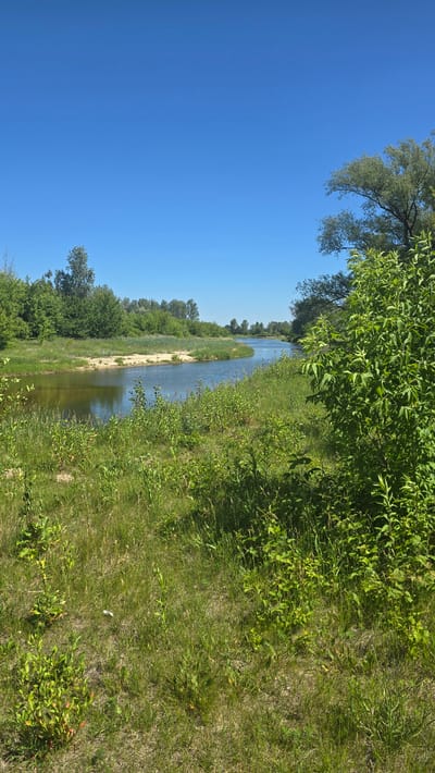 The image depicts a serene natural landscape under a clear blue sky, consistent with the environment found in Ostrów, Poland. The scene is dominated by a meandering river, its waters reflecting the bright sky. The riverbanks are lush with verdant vegetation, including tall grasses, bushes, and trees. A sandy beach is visible on the left bank of the river. The overall impression is one of a tranquil, untouched natural setting.