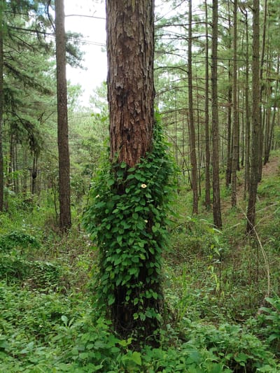 This is a vertical, eye-level medium shot of a pine forest in Cam Ly, Da Lat, Vietnam. The primary subject is a large, rough-barked pine tree trunk dominating the center of the frame. It is partially covered by a vibrant green vine, which also bears a few small, pale yellow flowers.

The setting is a dense forest of tall, slender pine trees. Their trunks are spaced closely together, receding into the background and creating a sense of depth. The forest floor is covered in a thick carpet of green foliage, with various plants, grasses, and smaller shrubs. A hint of a pathway or slope is visible on the right side of the image, suggesting a natural terrain.

There are no people or animals visible in the image. The activity taking place is none, as it appears to be a still, natural scene. The lighting suggests it is daytime, possibly overcast given the soft light and lack of harsh shadows. The overall mood is one of tranquility and natural beauty, with a slightly wild and overgrown feel. No text is visible in the image.