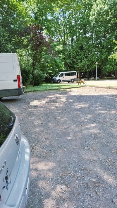 A light-colored minivan is parked on a gravel lot with trees in the background. A tan dog is walking in front of the minivan. To the left, the rear of a silver car is visible. The scene appears to be in Olot, Spain, possibly a park or parking area.