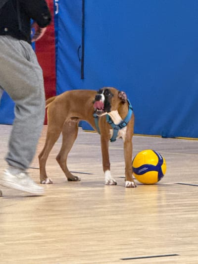 An indoor scene within a gymnasium or sports facility features a partial human figure, a dog, and a volleyball. The location within Sennecey-le-Grand, France, is not identifiable from the image.
On the left, a person is partially visible, dressed in a black long-sleeved top, light grey sweatpants, and white athletic shoes, moving from left to right.
In the center, a fawn-colored Boxer dog with white markings on its muzzle, chest, and paws stands on the light-toned wooden court floor. The dog is wearing a light blue harness. Its mouth is open, with its pink tongue extended, touching its nose. The dog's gaze is directed towards the left.
To the right of the dog, a yellow and blue Mikasa volleyball rests on the floor.
The background consists of a blue padded wall, with a vertical black handle or strap visible. A narrow red padded section is visible behind the moving person on the far left. The wooden floor features dark lines, indicative of court markings.